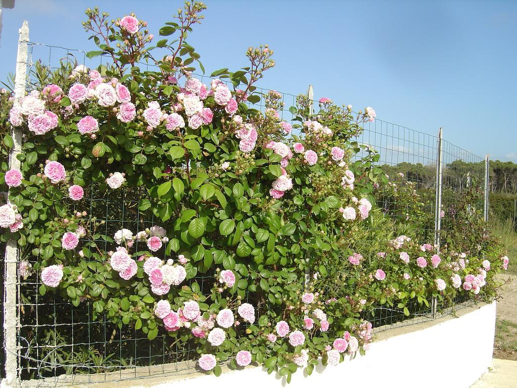Rosanna House In Bombarde Beach 알게로 객실 사진